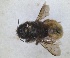  ( - RMNH.INS.1663056)  @11 [ ] by-nc-sa (2024) Unspecified Naturalis Biodiversity Centre