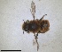  (Osmia balearica - RMNH.INS.1663057)  @11 [ ] by-nc-sa (2024) Unspecified Naturalis Biodiversity Centre