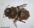  ( - RMNH.INS.1663058)  @11 [ ] by-nc-sa (2024) Unspecified Naturalis Biodiversity Centre