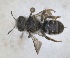  (Osmia bischoffi - RMNH.INS.1663064)  @11 [ ] by-nc-sa (2024) Unspecified Naturalis Biodiversity Centre