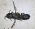  ( - RMNH.INS.1663067)  @11 [ ] by-nc-sa (2024) Unspecified Naturalis Biodiversity Centre