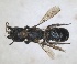  ( - RMNH.INS.1663069)  @11 [ ] by-nc-sa (2024) Unspecified Naturalis Biodiversity Centre
