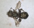  (Osmia dilaticornis - RMNH.INS.1663073)  @11 [ ] by-nc-sa (2024) Unspecified Naturalis Biodiversity Centre