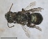  ( - RMNH.INS.1663075)  @11 [ ] by-nc-sa (2024) Unspecified Naturalis Biodiversity Centre