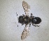  ( - RMNH.INS.1663076)  @11 [ ] by-nc-sa (2024) Unspecified Naturalis Biodiversity Centre