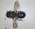  ( - RMNH.INS.1663077)  @11 [ ] by-nc-sa (2024) Unspecified Naturalis Biodiversity Centre