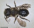  ( - RMNH.INS.1663078)  @11 [ ] by-nc-sa (2024) Unspecified Naturalis Biodiversity Centre