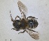  (Osmia dives - RMNH.INS.1663214)  @11 [ ] by-nc-sa (2024) Unspecified Naturalis Biodiversity Centre
