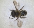  ( - RMNH.INS.1663215)  @11 [ ] by-nc-sa (2024) Unspecified Naturalis Biodiversity Centre
