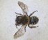  ( - RMNH.INS.1663216)  @11 [ ] by-nc-sa (2024) Unspecified Naturalis Biodiversity Centre