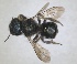  (Osmia forticornis - RMNH.INS.1663219)  @11 [ ] by-nc-sa (2024) Unspecified Naturalis Biodiversity Centre
