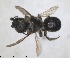  ( - RMNH.INS.1663220)  @11 [ ] by-nc-sa (2024) Unspecified Naturalis Biodiversity Centre