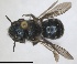  ( - RMNH.INS.1663221)  @11 [ ] by-nc-sa (2024) Unspecified Naturalis Biodiversity Centre