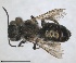  ( - RMNH.INS.1663222)  @11 [ ] by-nc-sa (2024) Unspecified Naturalis Biodiversity Centre