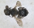  (Osmia heteracantha - RMNH.INS.1663223)  @11 [ ] by-nc-sa (2024) Unspecified Naturalis Biodiversity Centre