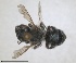  ( - RMNH.INS.1663224)  @11 [ ] by-nc-sa (2024) Unspecified Naturalis Biodiversity Centre
