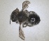  (Osmia iberica - RMNH.INS.1663226)  @11 [ ] by-nc-sa (2024) Unspecified Naturalis Biodiversity Centre