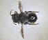  ( - RMNH.INS.1663228)  @11 [ ] by-nc-sa (2024) Unspecified Naturalis Biodiversity Centre