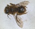  (Osmia jason - RMNH.INS.1663229)  @11 [ ] by-nc-sa (2024) Unspecified Naturalis Biodiversity Centre
