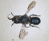  (Osmia laticauda - RMNH.INS.1663232)  @11 [ ] by-nc-sa (2024) Unspecified Naturalis Biodiversity Centre