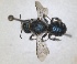  ( - RMNH.INS.1663233)  @11 [ ] by-nc-sa (2024) Unspecified Naturalis Biodiversity Centre