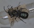  ( - RMNH.INS.1663234)  @11 [ ] by-nc-sa (2024) Unspecified Naturalis Biodiversity Centre
