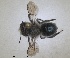  (Osmia madeirensis - RMNH.INS.1663235)  @11 [ ] by-nc-sa (2024) Unspecified Naturalis Biodiversity Centre