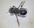 ( - RMNH.INS.1663237)  @11 [ ] by-nc-sa (2024) Unspecified Naturalis Biodiversity Centre