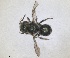 (Osmia moreensis - RMNH.INS.1663241)  @11 [ ] by-nc-sa (2024) Unspecified Naturalis Biodiversity Centre