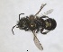  (Osmia nana - RMNH.INS.1663244)  @11 [ ] by-nc-sa (2024) Unspecified Naturalis Biodiversity Centre