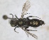  ( - RMNH.INS.1663245)  @11 [ ] by-nc-sa (2024) Unspecified Naturalis Biodiversity Centre