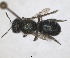  ( - RMNH.INS.1663246)  @11 [ ] by-nc-sa (2024) Unspecified Naturalis Biodiversity Centre