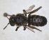  (Osmia nuda - RMNH.INS.1663247)  @11 [ ] by-nc-sa (2024) Unspecified Naturalis Biodiversity Centre