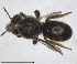  ( - RMNH.INS.1663248)  @11 [ ] by-nc-sa (2024) Unspecified Naturalis Biodiversity Centre