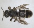  ( - RMNH.INS.1663249)  @11 [ ] by-nc-sa (2024) Unspecified Naturalis Biodiversity Centre