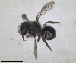  (Osmia rhodoensis - RMNH.INS.1663250)  @11 [ ] by-nc-sa (2024) Unspecified Naturalis Biodiversity Centre