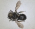  ( - RMNH.INS.1663251)  @11 [ ] by-nc-sa (2024) Unspecified Naturalis Biodiversity Centre