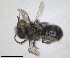  ( - RMNH.INS.1663252)  @11 [ ] by-nc-sa (2024) Unspecified Naturalis Biodiversity Centre