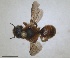  (Osmia rutila - RMNH.INS.1663253)  @11 [ ] by-nc-sa (2024) Unspecified Naturalis Biodiversity Centre