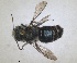  ( - RMNH.INS.1663256)  @11 [ ] by-nc-sa (2024) Unspecified Naturalis Biodiversity Centre