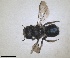  ( - RMNH.INS.1663257)  @11 [ ] by-nc-sa (2024) Unspecified Naturalis Biodiversity Centre