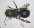  (Osmia subcornuta - RMNH.INS.1663258)  @11 [ ] by-nc-sa (2024) Unspecified Naturalis Biodiversity Centre