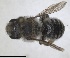  ( - RMNH.INS.1663261)  @11 [ ] by-nc-sa (2024) Unspecified Naturalis Biodiversity Centre