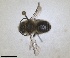  ( - RMNH.INS.1663262)  @11 [ ] by-nc-sa (2024) Unspecified Naturalis Biodiversity Centre