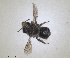  ( - RMNH.INS.1663263)  @11 [ ] by-nc-sa (2024) Unspecified Naturalis Biodiversity Centre
