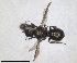  ( - RMNH.INS.1663265)  @11 [ ] by-nc-sa (2024) Unspecified Naturalis Biodiversity Centre
