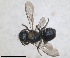  ( - RMNH.INS.1663266)  @11 [ ] by-nc-sa (2024) Unspecified Naturalis Biodiversity Centre