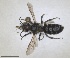  (Hoplitis bicallosa - RMNH.INS.1663267)  @11 [ ] by-nc-sa (2024) Unspecified Naturalis Biodiversity Centre