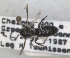 ( - RMNH.INS.1663268)  @11 [ ] by-nc-sa (2024) Unspecified Naturalis Biodiversity Centre