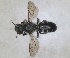  ( - RMNH.INS.1663269)  @11 [ ] by-nc-sa (2024) Unspecified Naturalis Biodiversity Centre